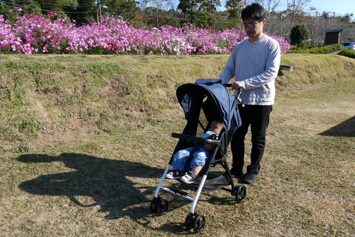 慈眼寺公園　コスモス