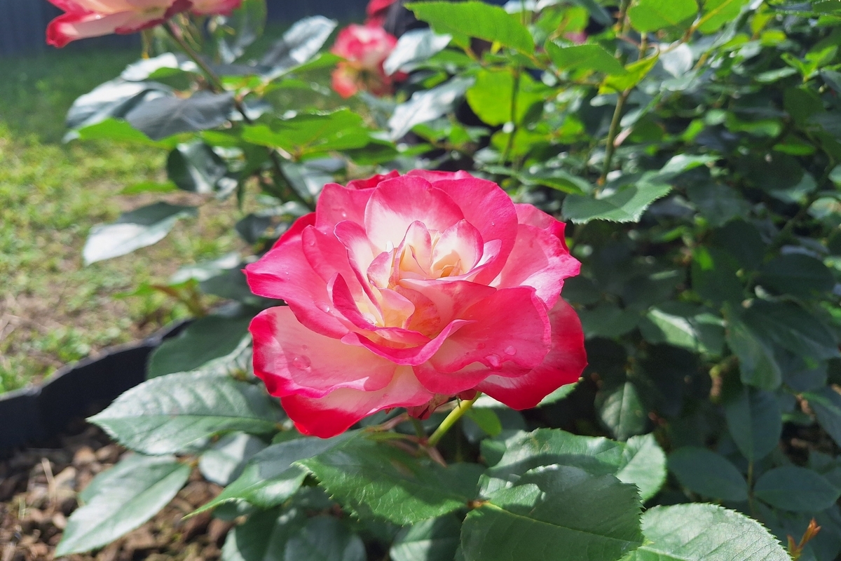 錦江湾公園　バラ