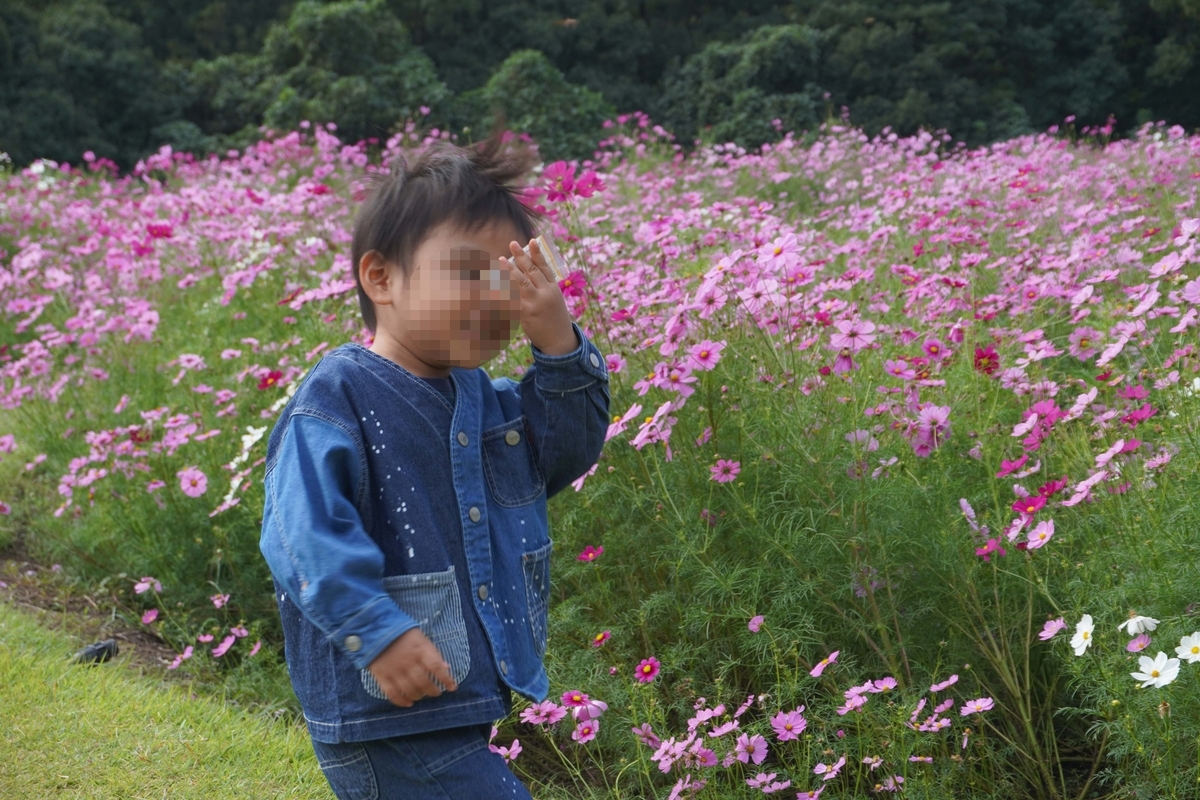慈眼寺公園　コスモス