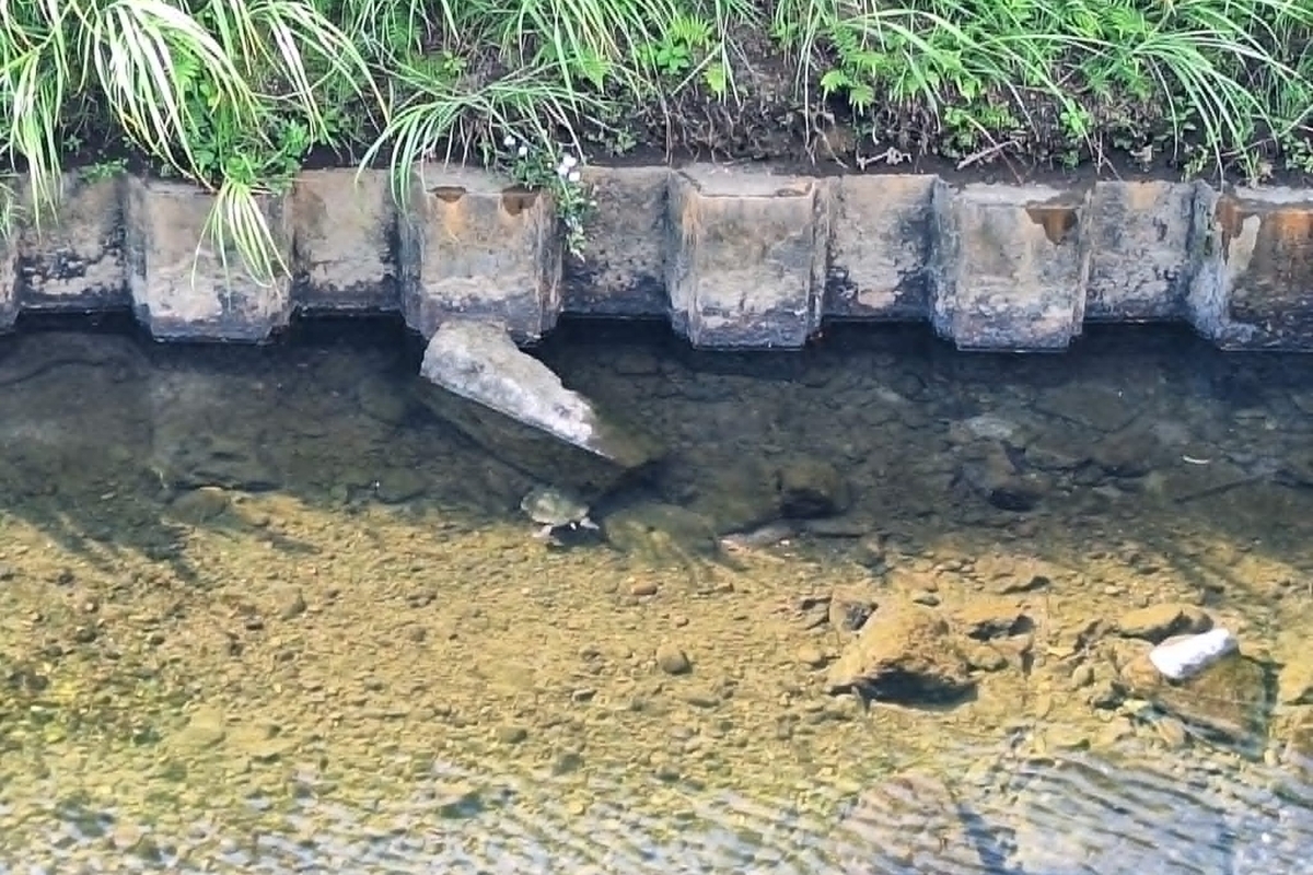 和田川