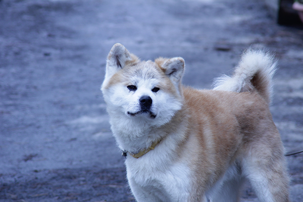 f:id:igooke:20161222091457j:plain f:id:igooke:20161222091457j:plain