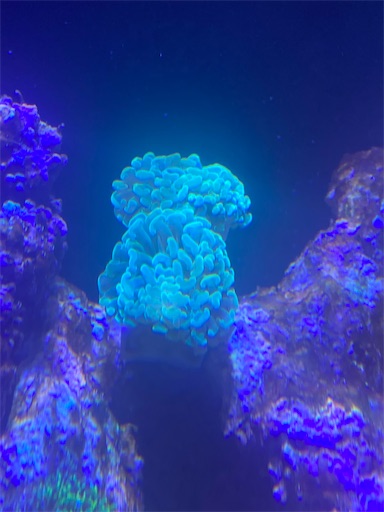 f:id:iguanablog:20200524001015j:image
