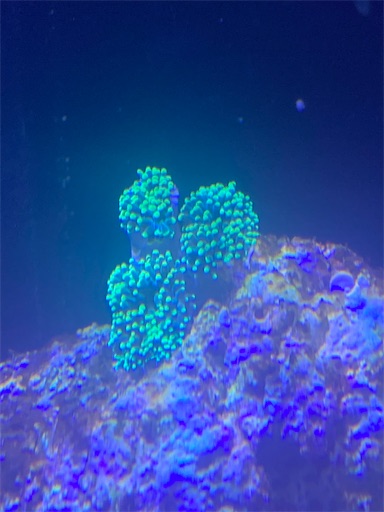 f:id:iguanablog:20200524001312j:image