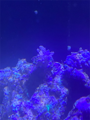 f:id:iguanablog:20200524001621j:image