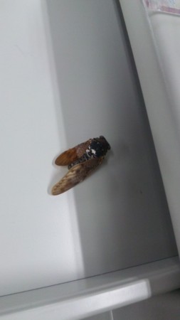f:id:igusetsu:20120816094854j:image