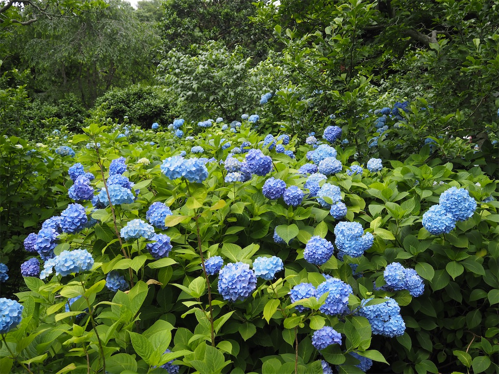 f:id:iharch:20220612183618j:image f:id:iharch:20220612183618j:image