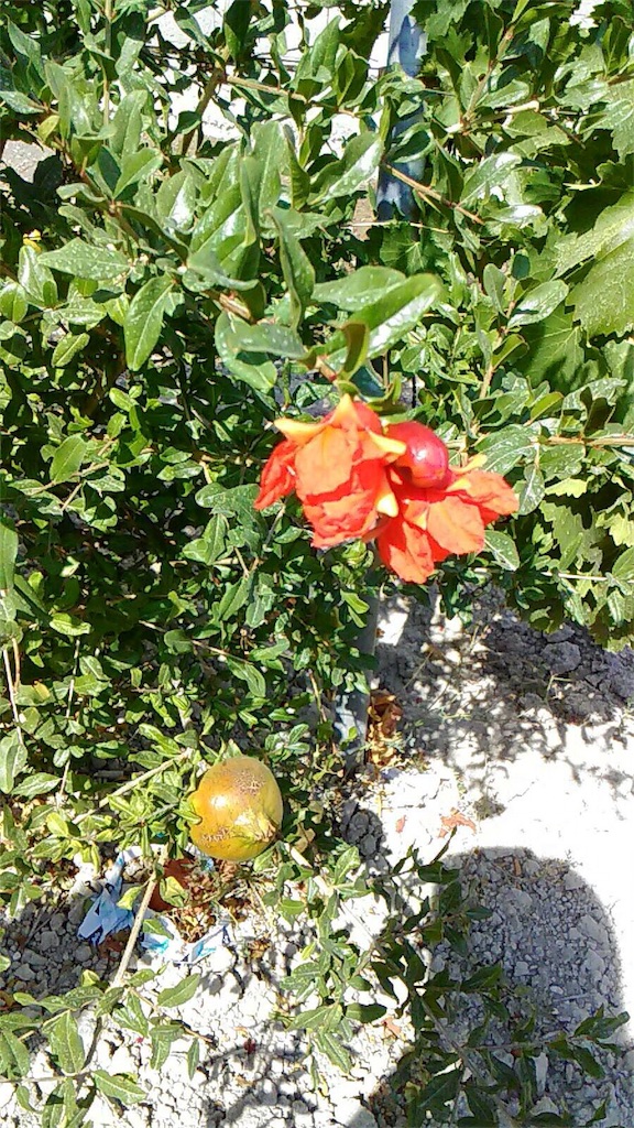 f:id:ihihiihihihi:20161220063800j:image