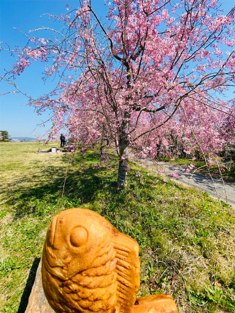 日本一たい焼 岡山市北区建部町 天然モノのたい焼きが食べれる 養殖モノと天然モノの違いとはいったい ホテルマンの休日