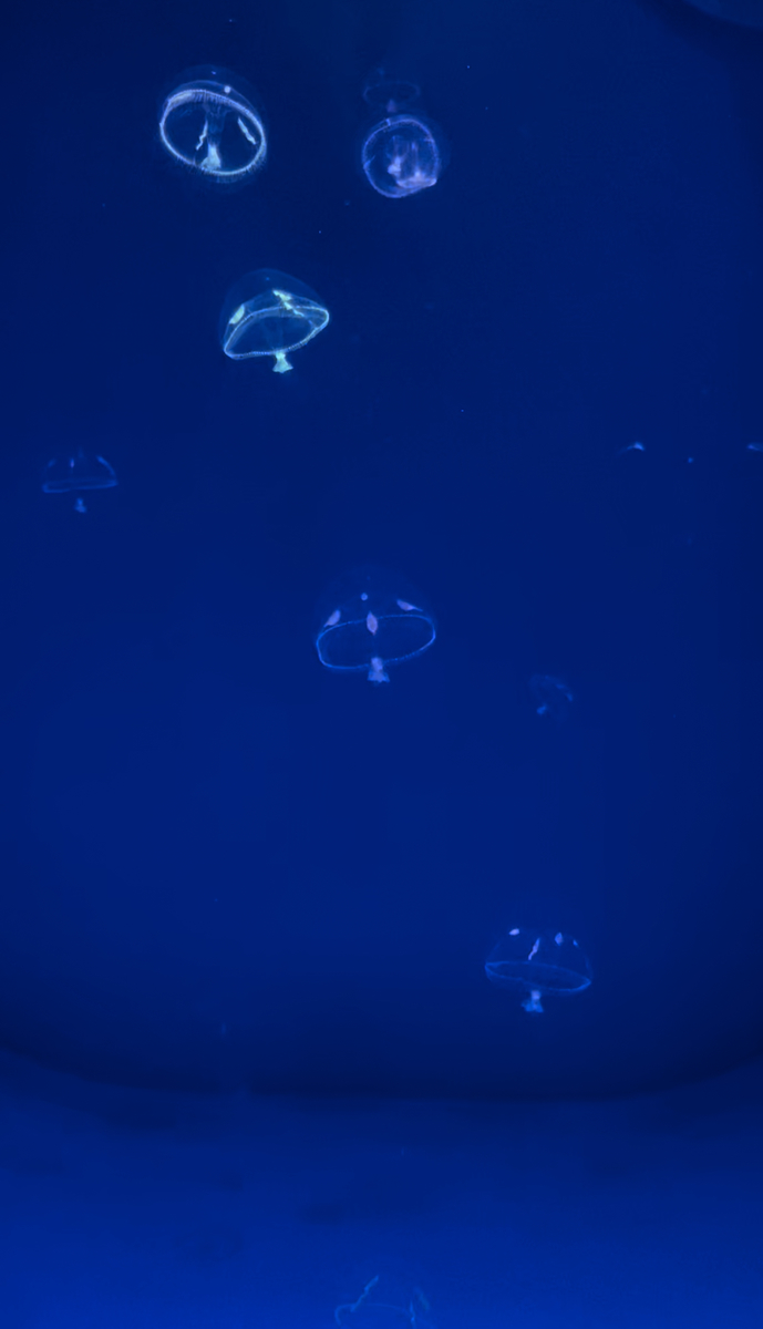 f:id:ii_yasu:20220114201010j:plain