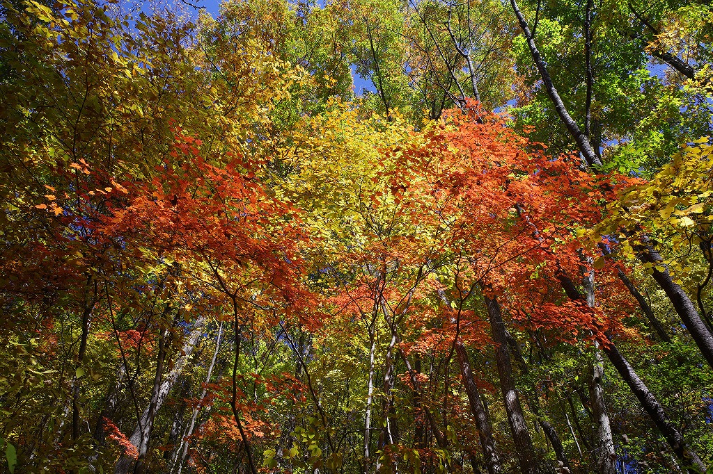 f:id:iibuni:20191110222418j:plain