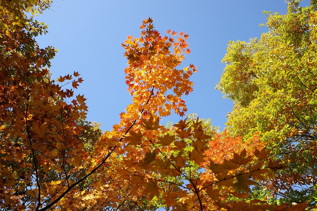 f:id:iibuni:20191110222438j:plain