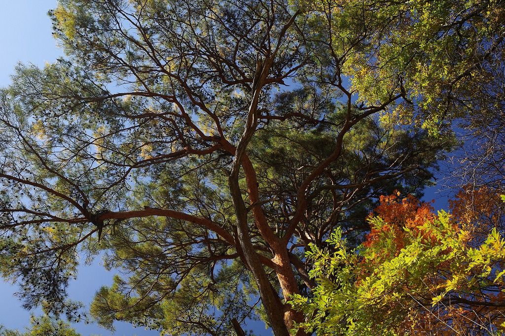 f:id:iibuni:20191110222538j:plain