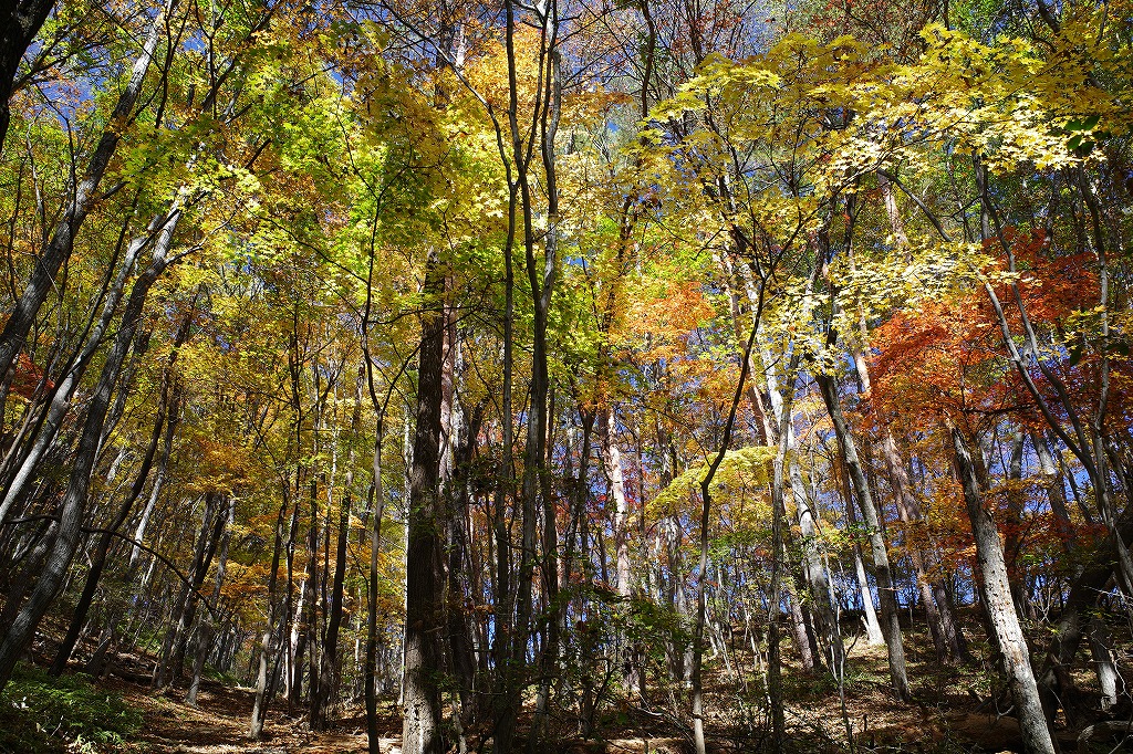 f:id:iibuni:20191110222618j:plain