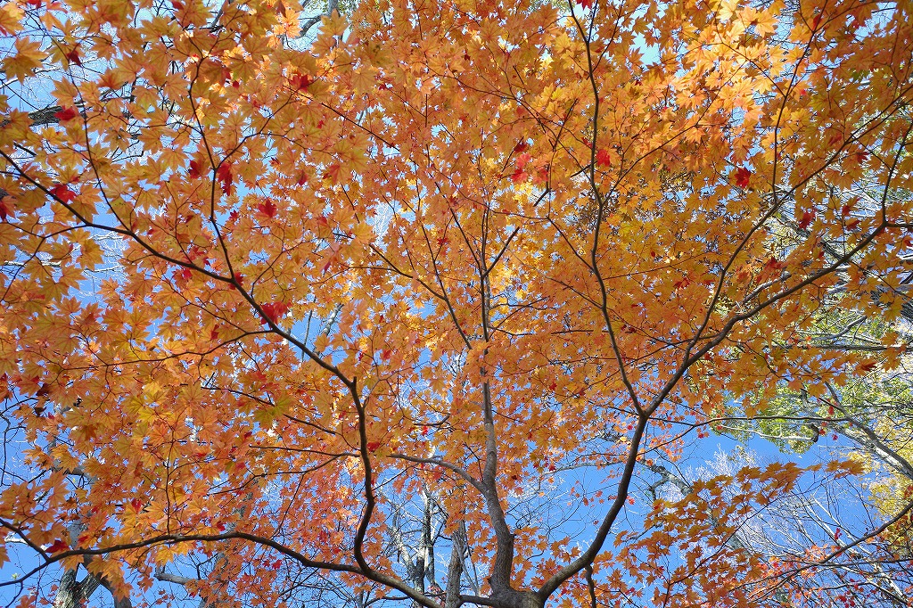 f:id:iibuni:20191110223009j:plain