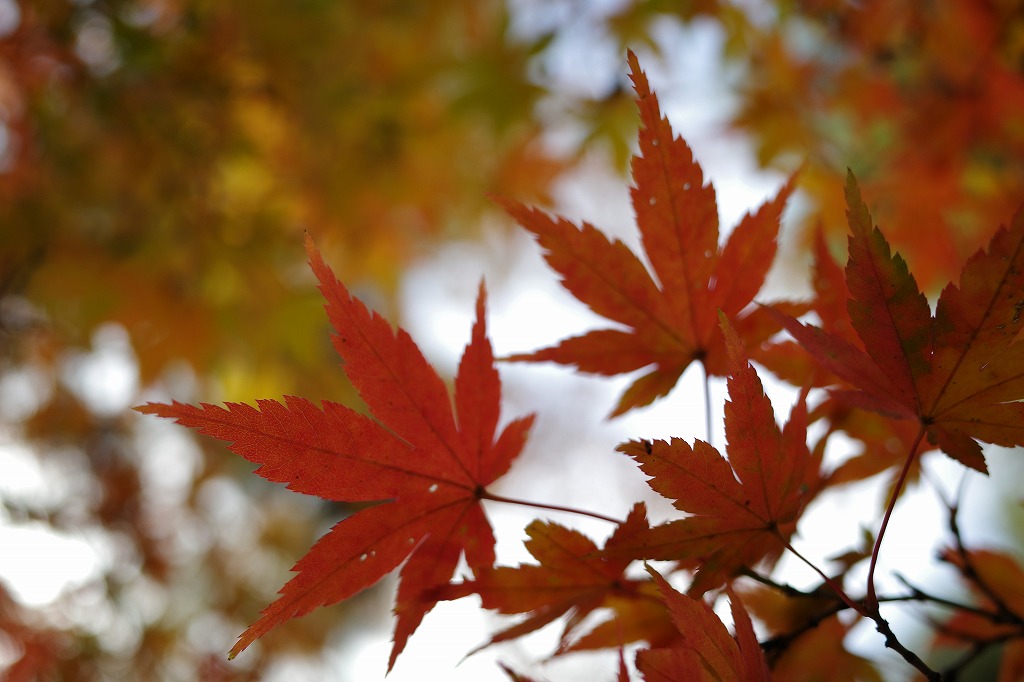 f:id:iibuni:20191124195750j:plain