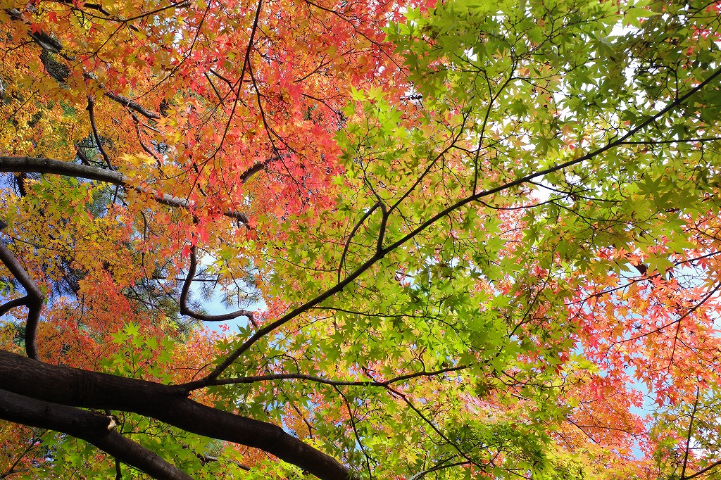 f:id:iibuni:20191124195803j:plain