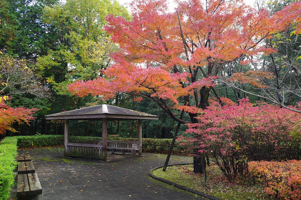 f:id:iibuni:20191124195826j:plain