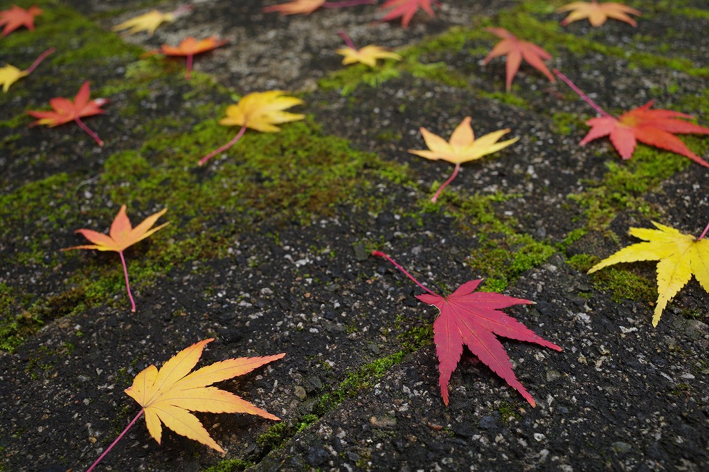 f:id:iibuni:20191124195837j:plain