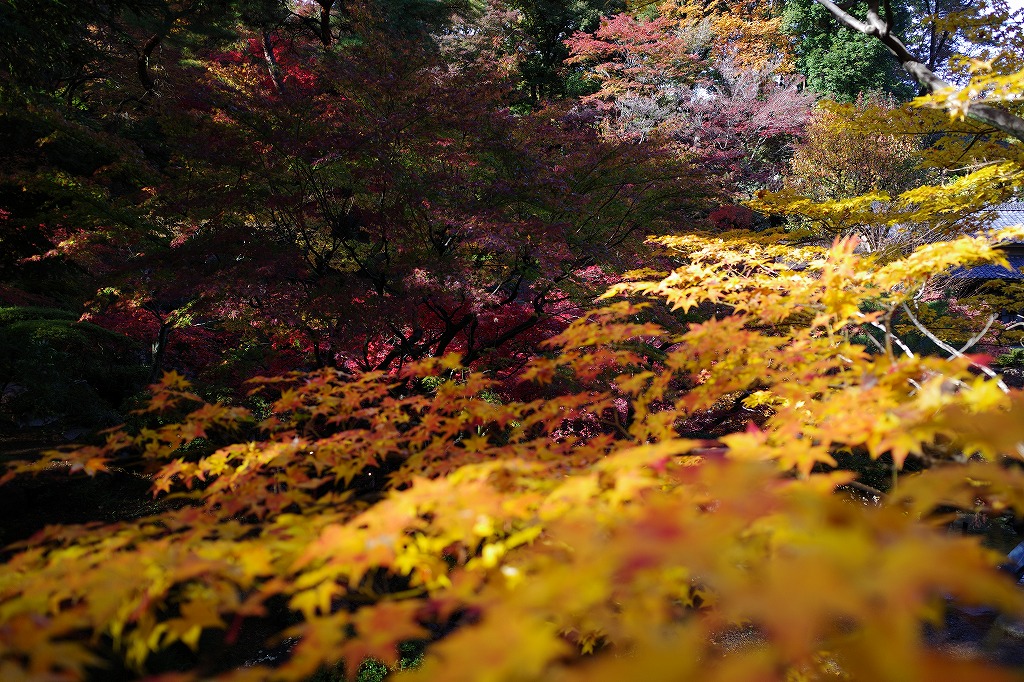 f:id:iibuni:20191124195904j:plain