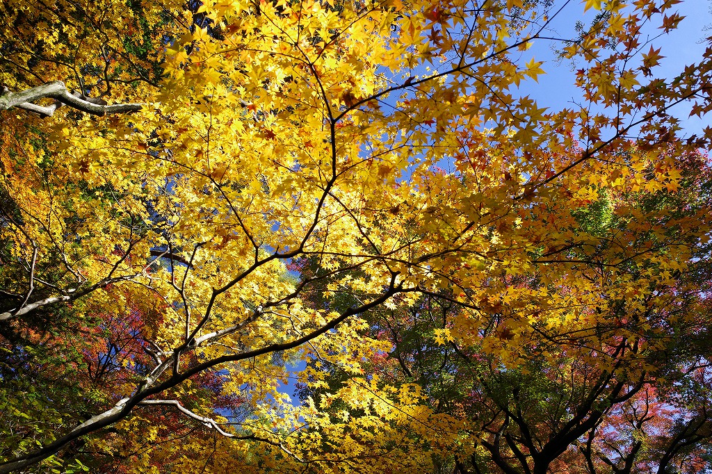 f:id:iibuni:20191124195915j:plain