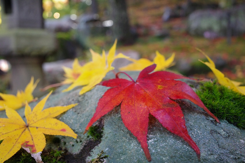 f:id:iibuni:20191124195932j:plain