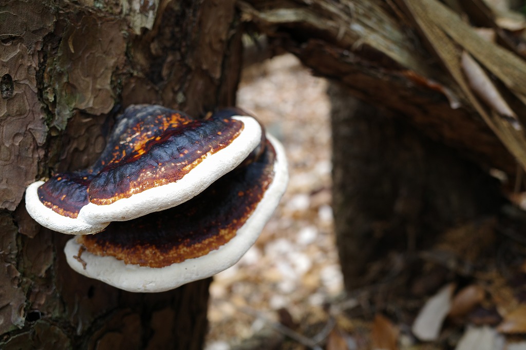 f:id:iibuni:20200125215251j:plain