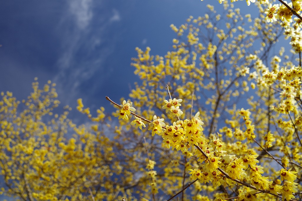 f:id:iibuni:20200125215354j:plain