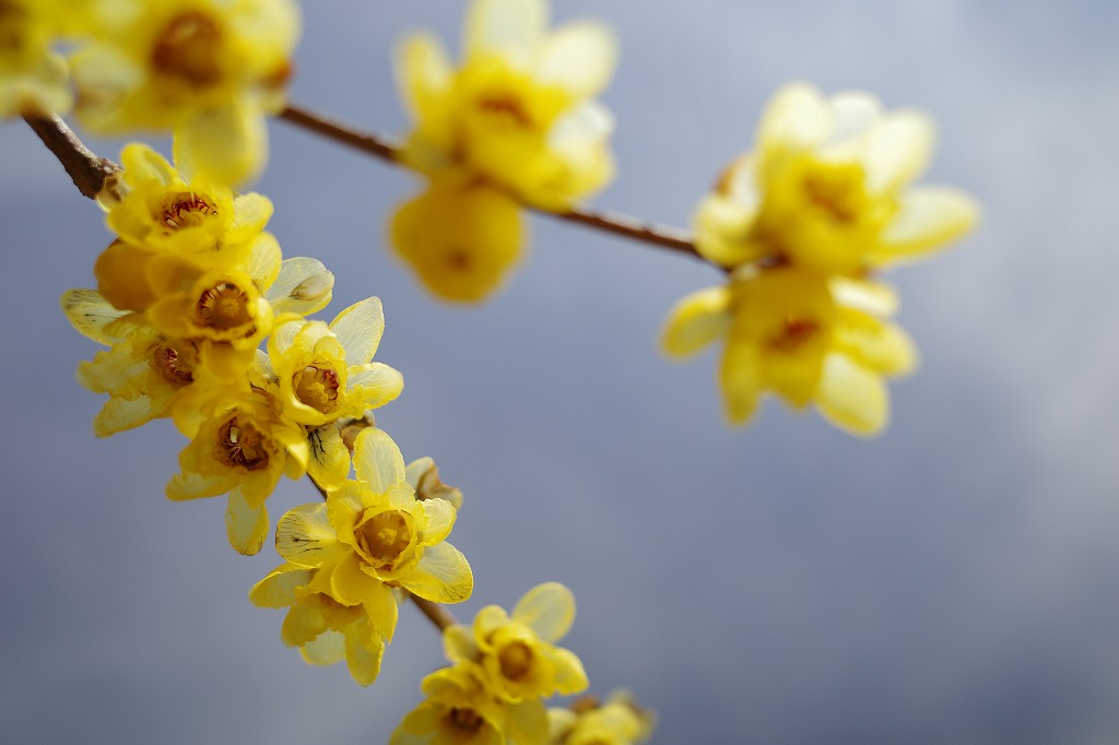 f:id:iibuni:20200125215425j:plain