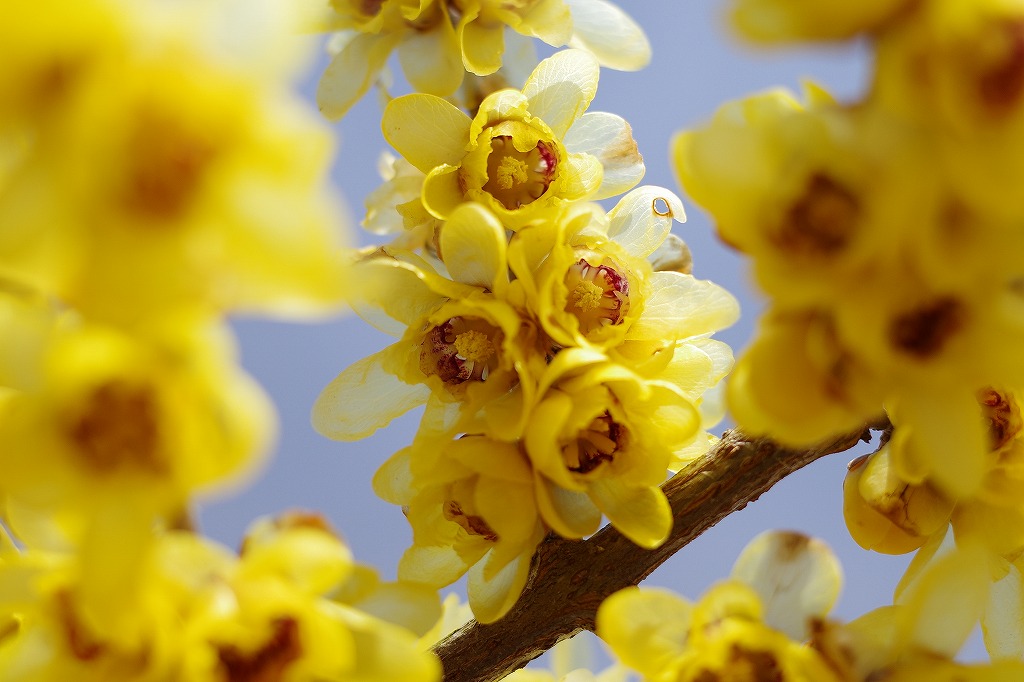 f:id:iibuni:20200125215443j:plain