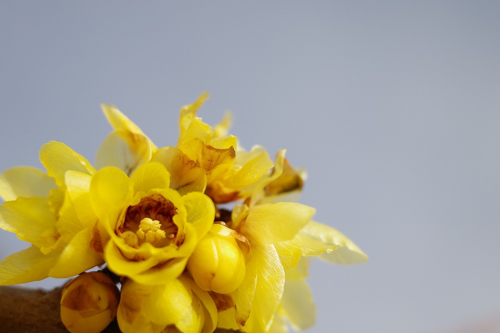 f:id:iibuni:20200125215452j:plain