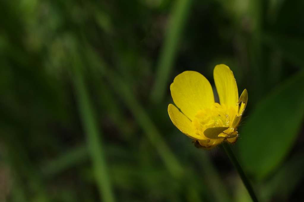 f:id:iibuni:20200530123841j:plain