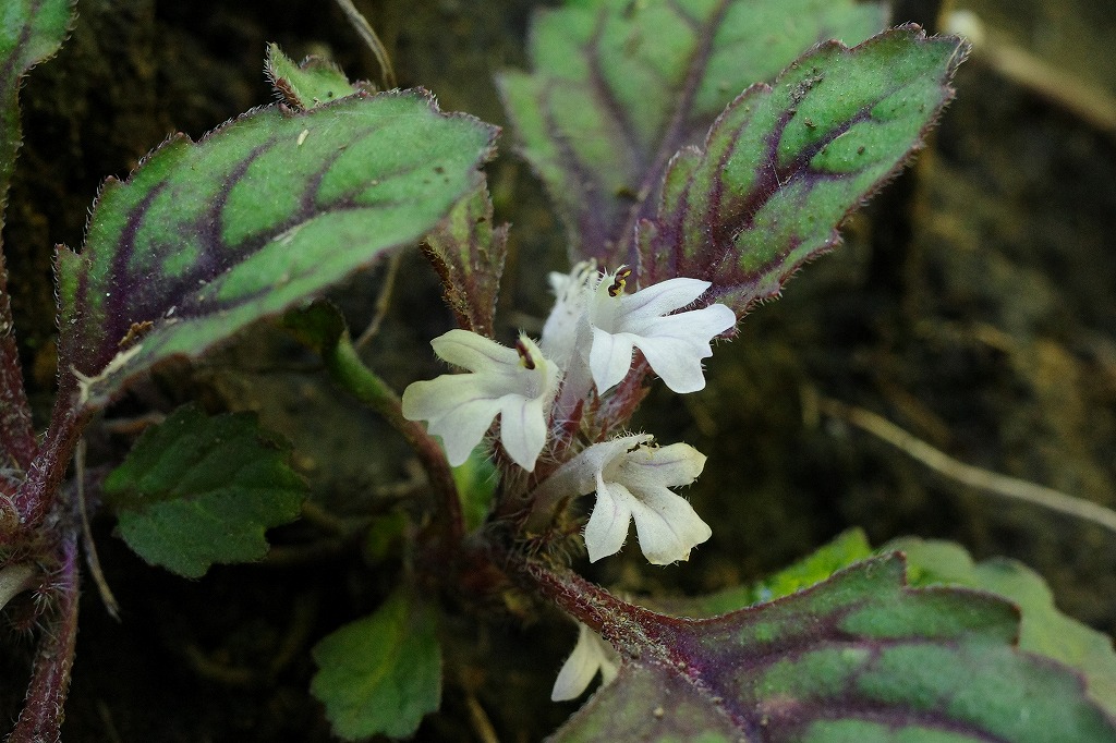 f:id:iibuni:20200530123852j:plain