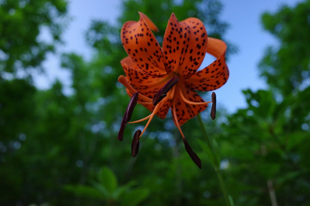 f:id:iibuni:20200802170047j:plain