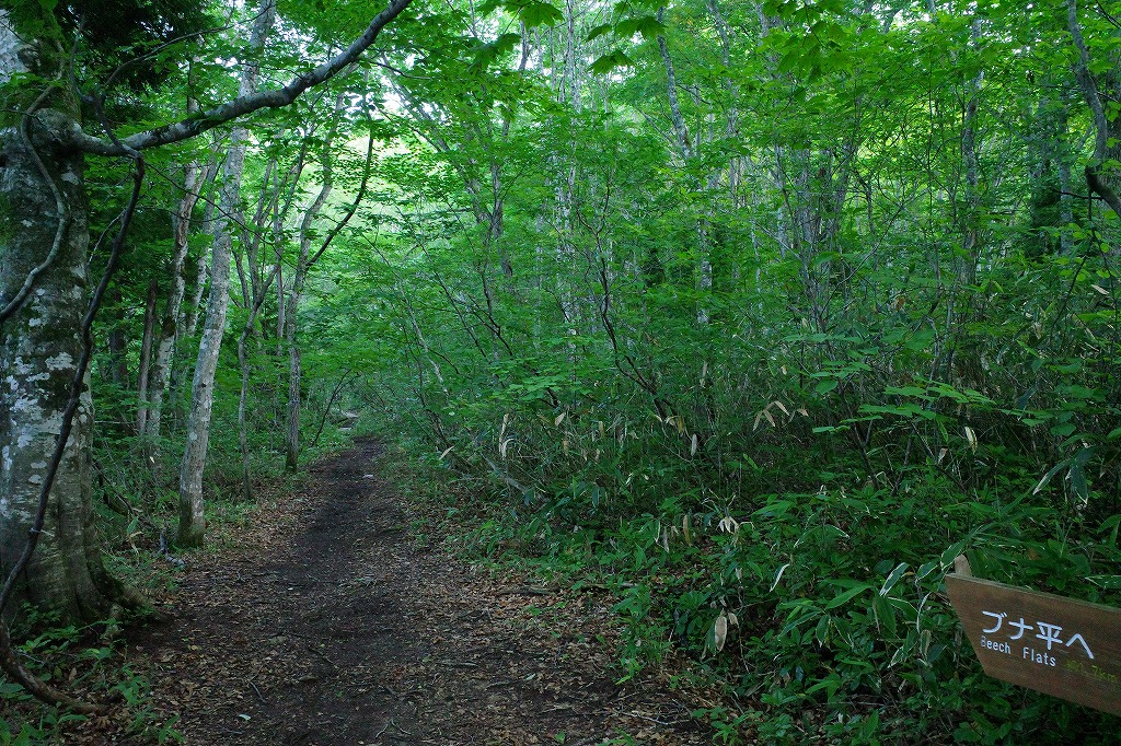 f:id:iibuni:20200802170118j:plain