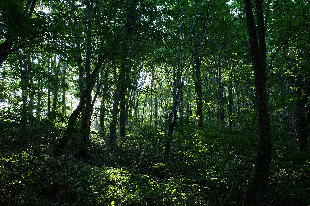 f:id:iibuni:20200802170144j:plain