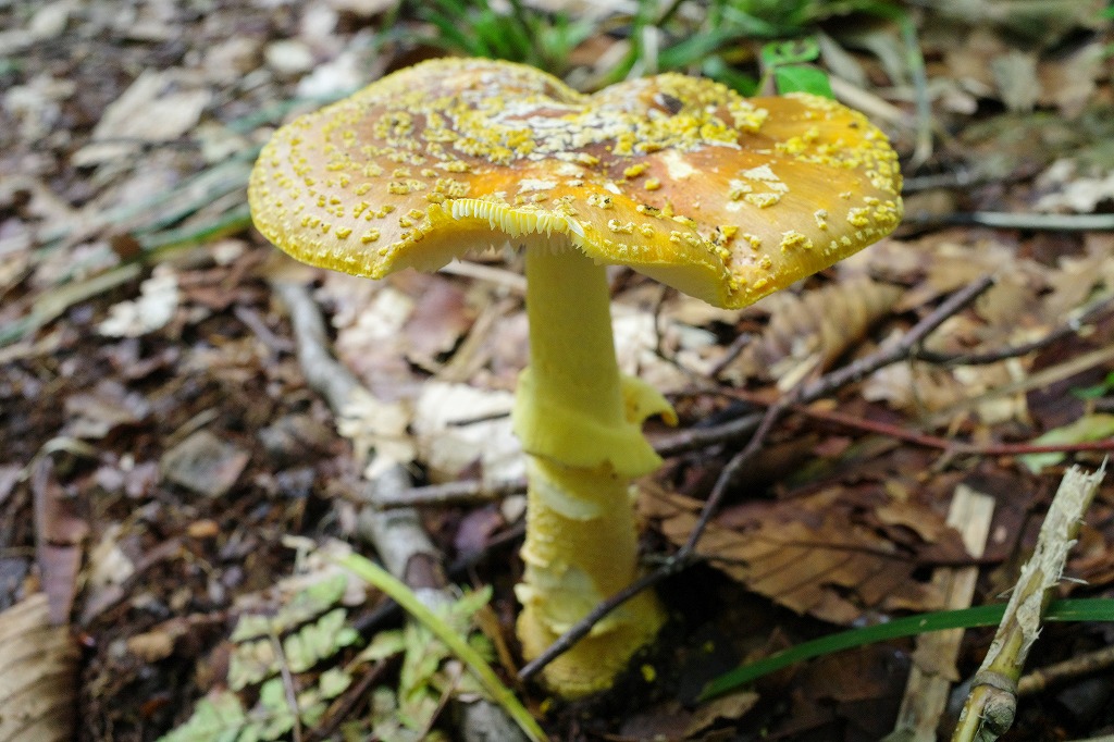 f:id:iibuni:20200802170502j:plain