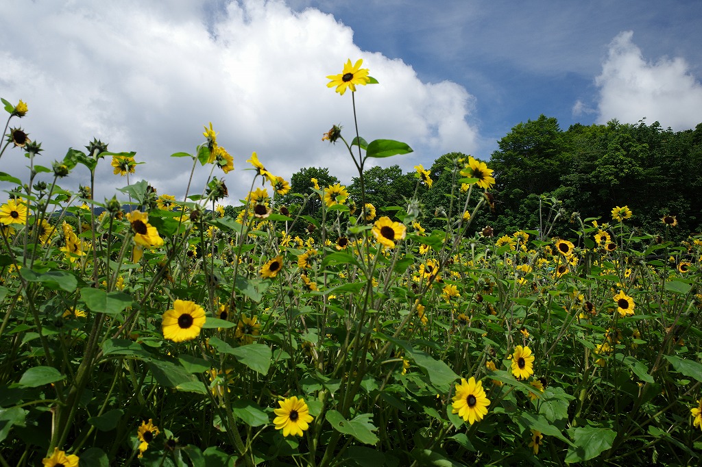 f:id:iibuni:20200802170640j:plain