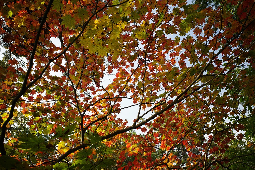 f:id:iibuni:20201003193306j:plain f:id:iibuni:20201003193306j:plain