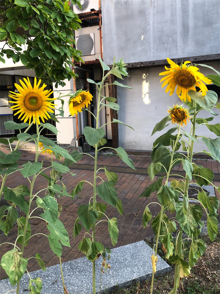 f:id:iijitakahiro:20260819164109j:image f:id:iijitakahiro:20260819164109j:image