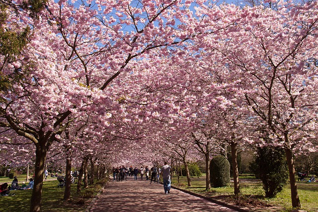 花見は桜だけじゃない 愛媛で行くお花見デート 愛媛県 松山市のデートや遊び場のまとめ