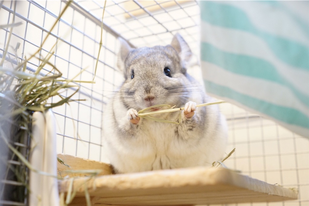 f:id:iioniku:20190328213209j:image