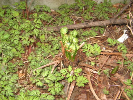 f:id:iirei:20100404141240j:image