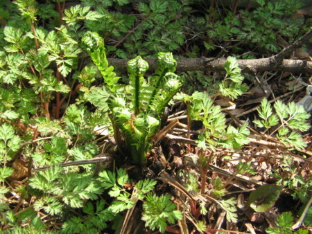 f:id:iirei:20100406131432j:image
