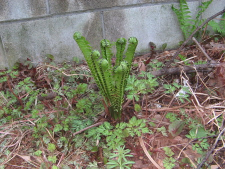 f:id:iirei:20100408161213j:image