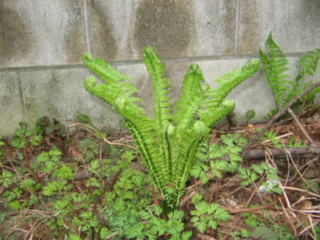 f:id:iirei:20100410155500j:image