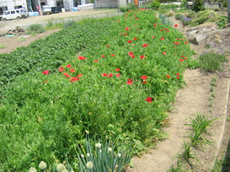 f:id:iirei:20100518111411j:image