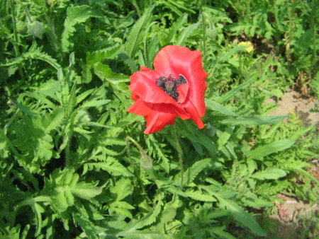 f:id:iirei:20100518111533j:image