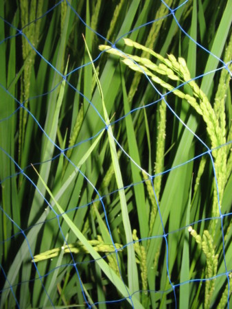f:id:iirei:20100802182415j:image