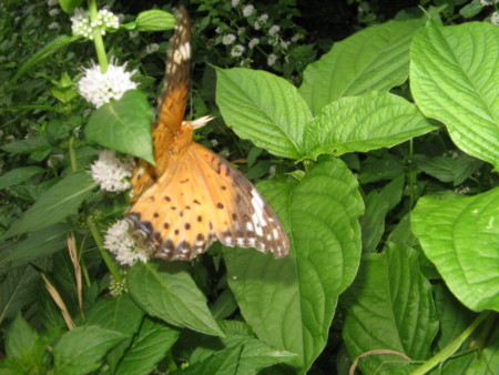 f:id:iirei:20100813154303j:image