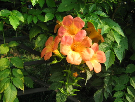 f:id:iirei:20100831082521j:image